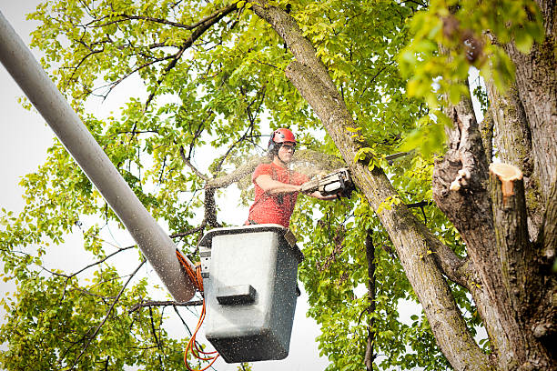 Professional  Tree Services in Peach Lake, NY